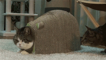 GIF - 1.4 Mio